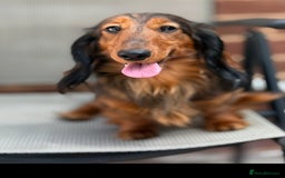 Miniature Dachshund dogs for sale: Mini long hair dapple dachshunds - Image 20