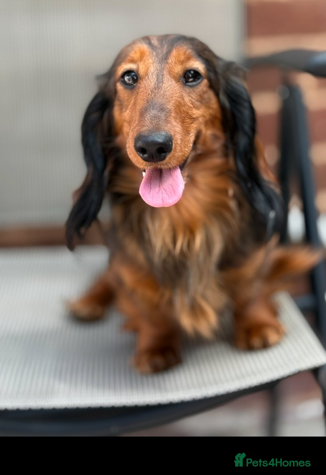 Miniature Dachshund dogs for sale: Mini long hair dapple dachshunds - Image 20