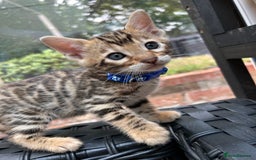 Bengal cats for sale: GORGEOUS PURE BENGAL KITTENS READY TO GO ❤️ - Image 24