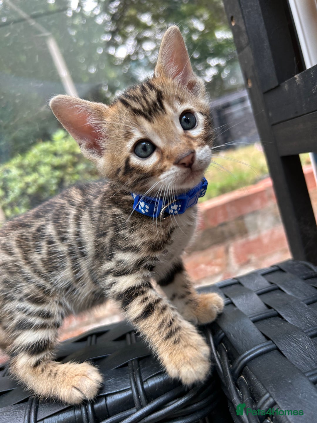Bengal cats for sale: GORGEOUS PURE BENGAL KITTENS READY TO GO ❤️ - Image 24