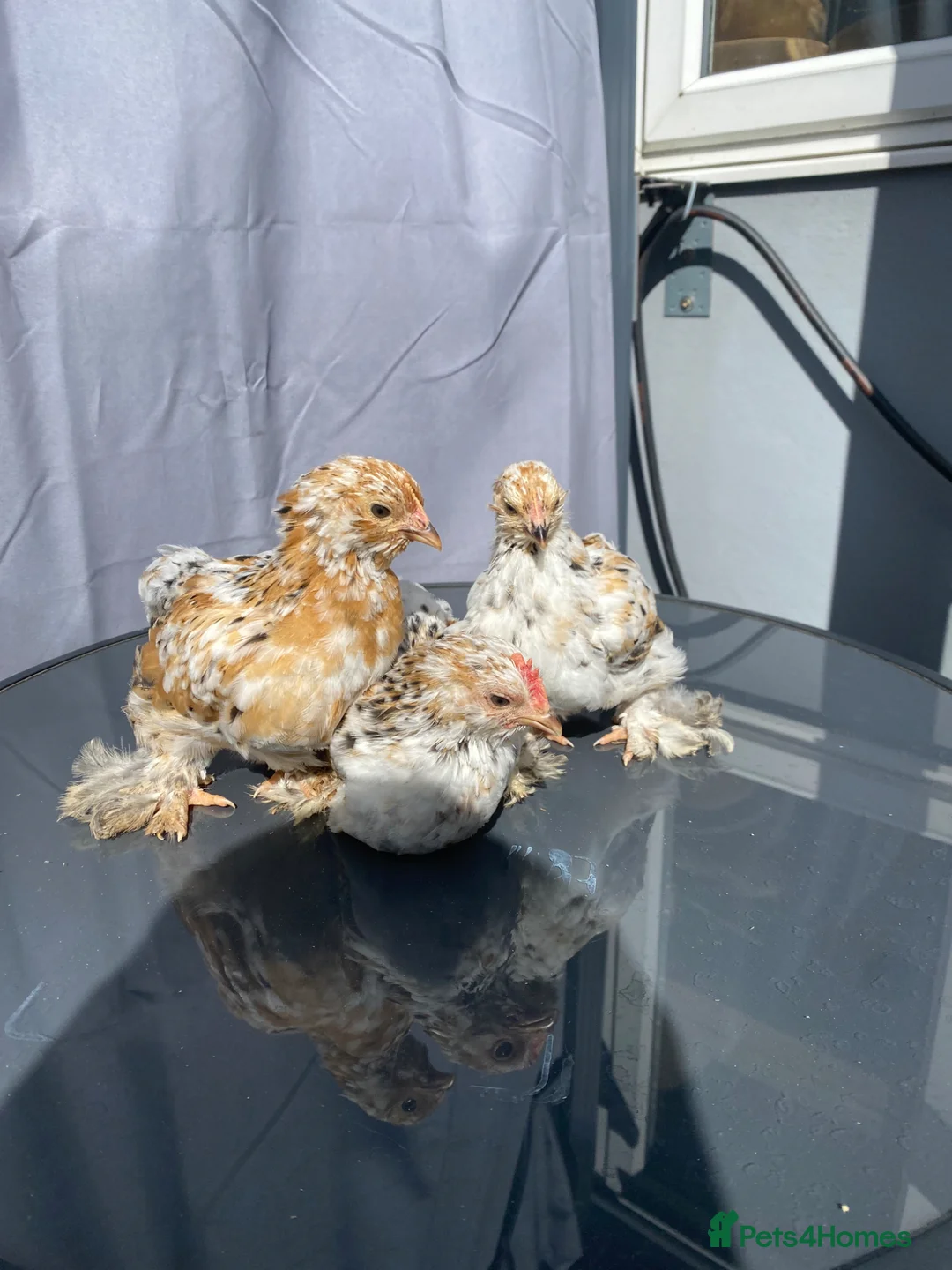 Chickens poultry for sale: 3x Mottled pekin bantam  - Advert 1