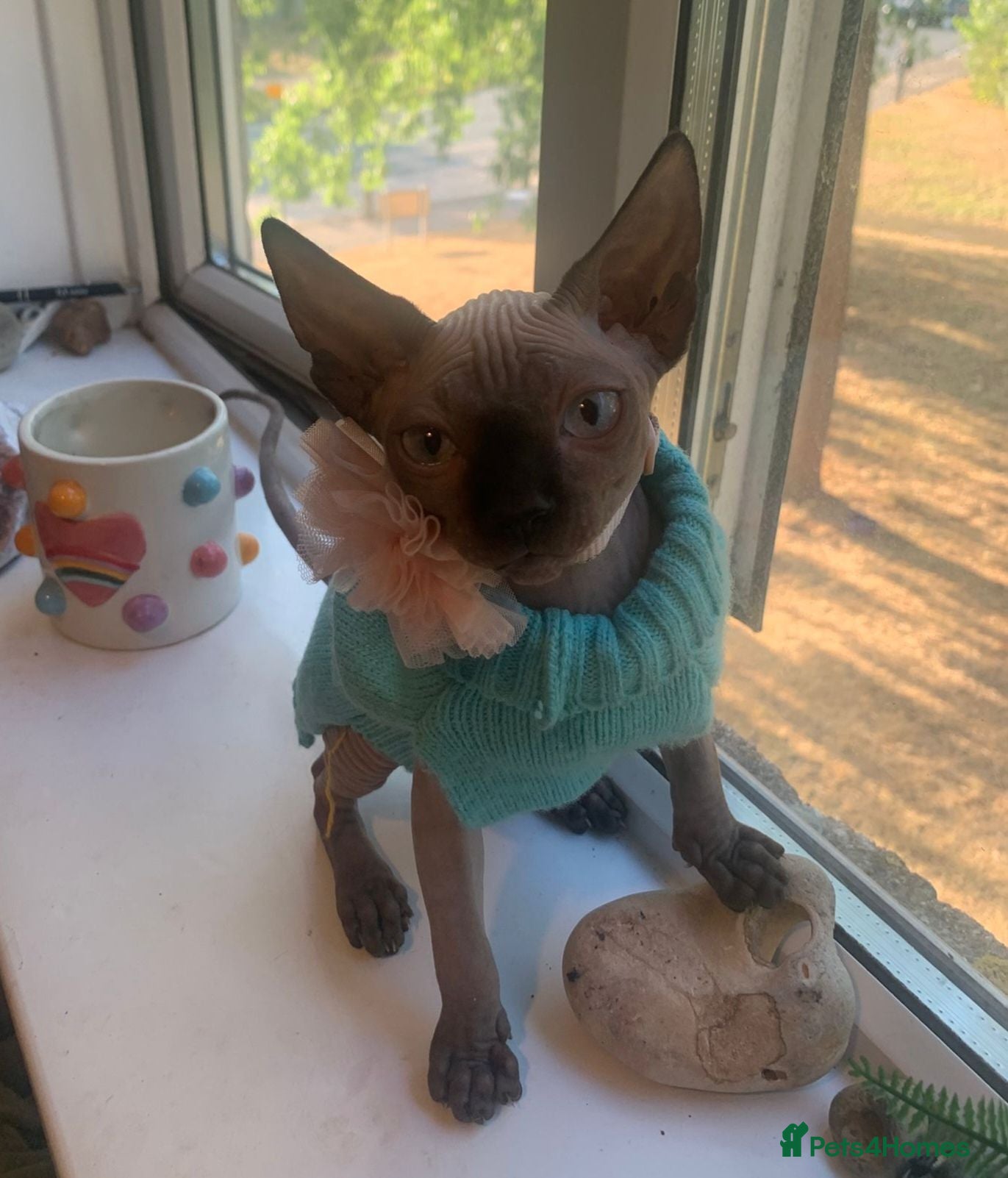 Sphynx cats Beautiful sphynx kittens.  - Advert 12