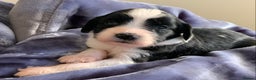 Tibetan Terrier dogs for sale: Lovely Litter of KC Reg Tibetan Terrier puppies  - Advert 13