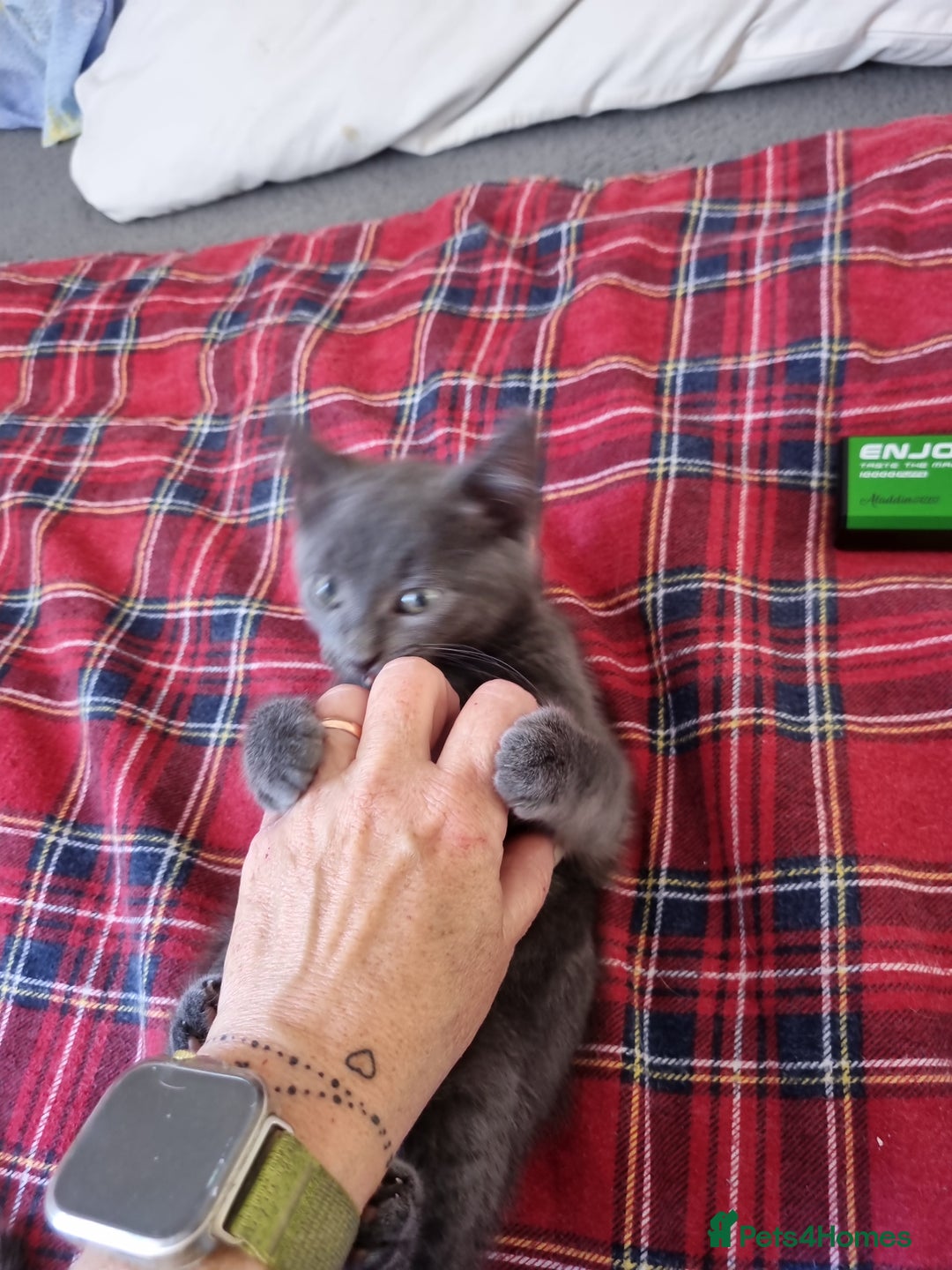 British Shorthair cats for sale: Sale kittens  - Image 6
