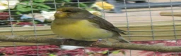 Canaries birds for sale: Gloster Canary Male - Advert 8