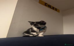 Mixed Breed cats for sale: Gorgeous 8 week old male kitten - Image 3