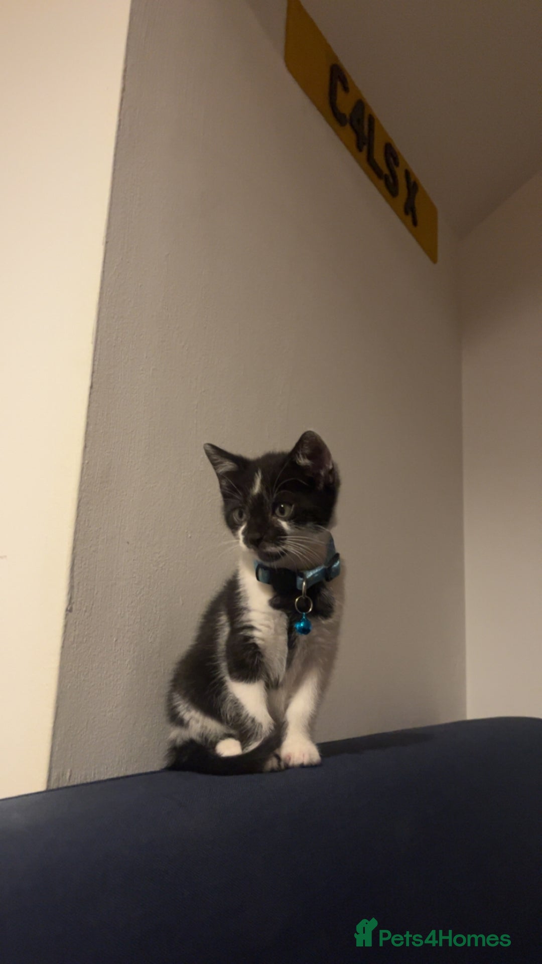 Mixed Breed cats for sale: Gorgeous 8 week old male kitten - Image 3