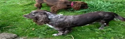Cocker Spaniel dogs for stud: Tri tweed cocker spaniel for stud - Advert 5
