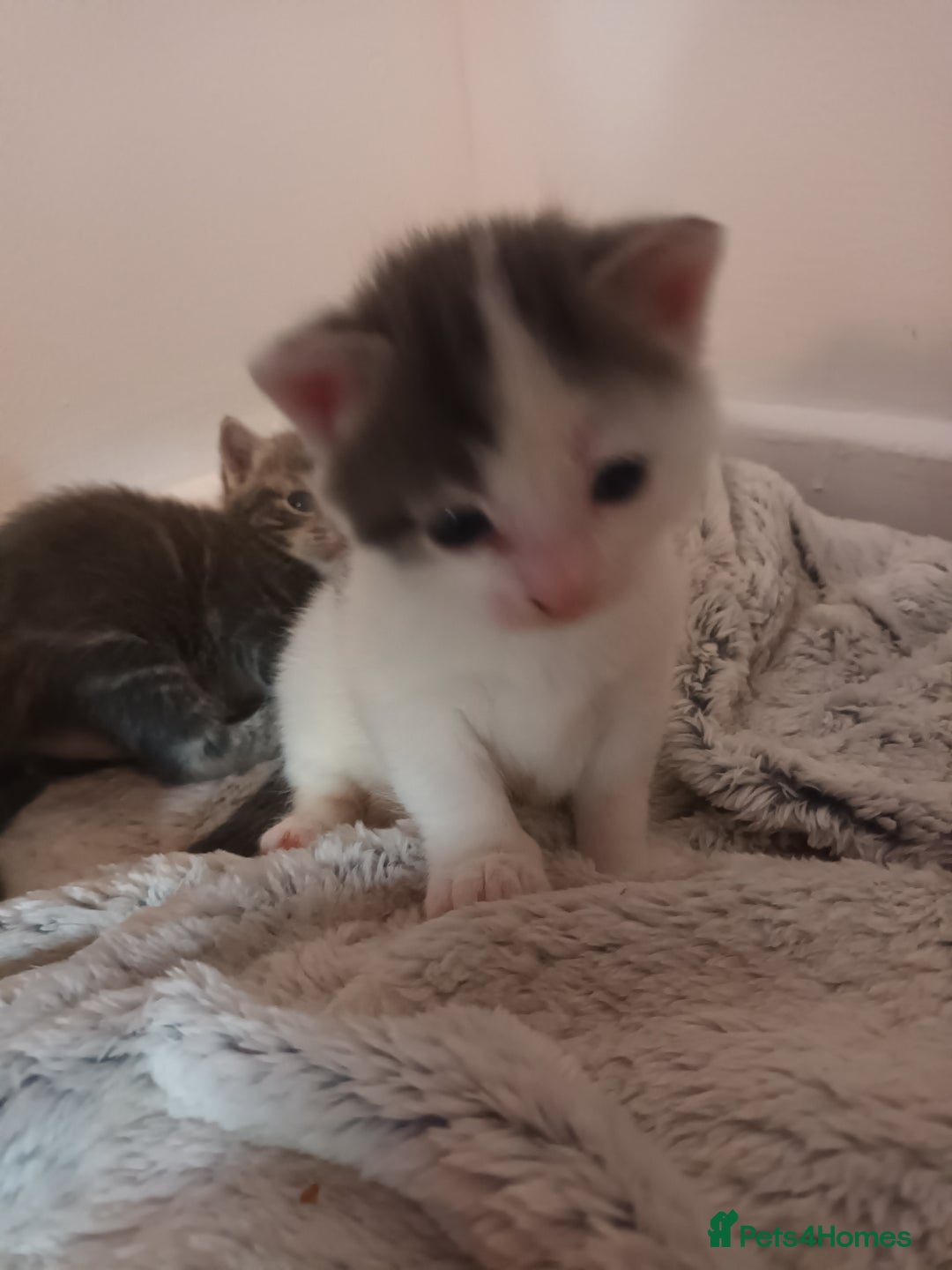 Mixed Breed cats for sale: Beautiful fluffy grey tabby kittens - Image 3