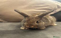 Mini Lion Lop rabbits for sale: Lion lop baby bunnies  - Image 6