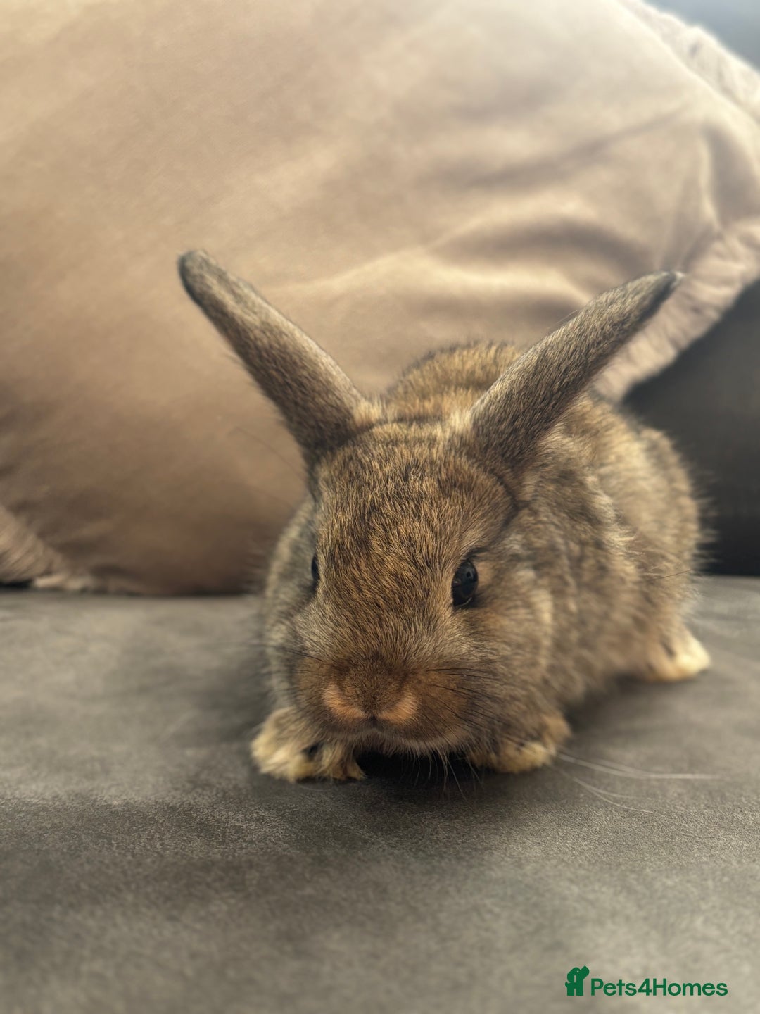 Mini Lion Lop rabbits for sale: Lion lop baby bunnies  - Image 6