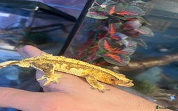 Gecko reptiles for sale: Crested geckos for sale  - Image 8
