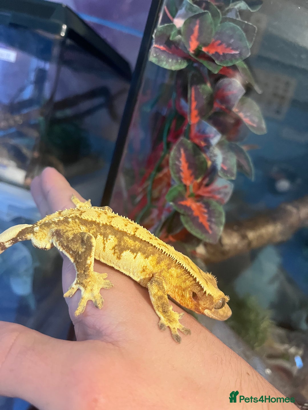 Gecko reptiles for sale: Crested geckos for sale  - Image 8