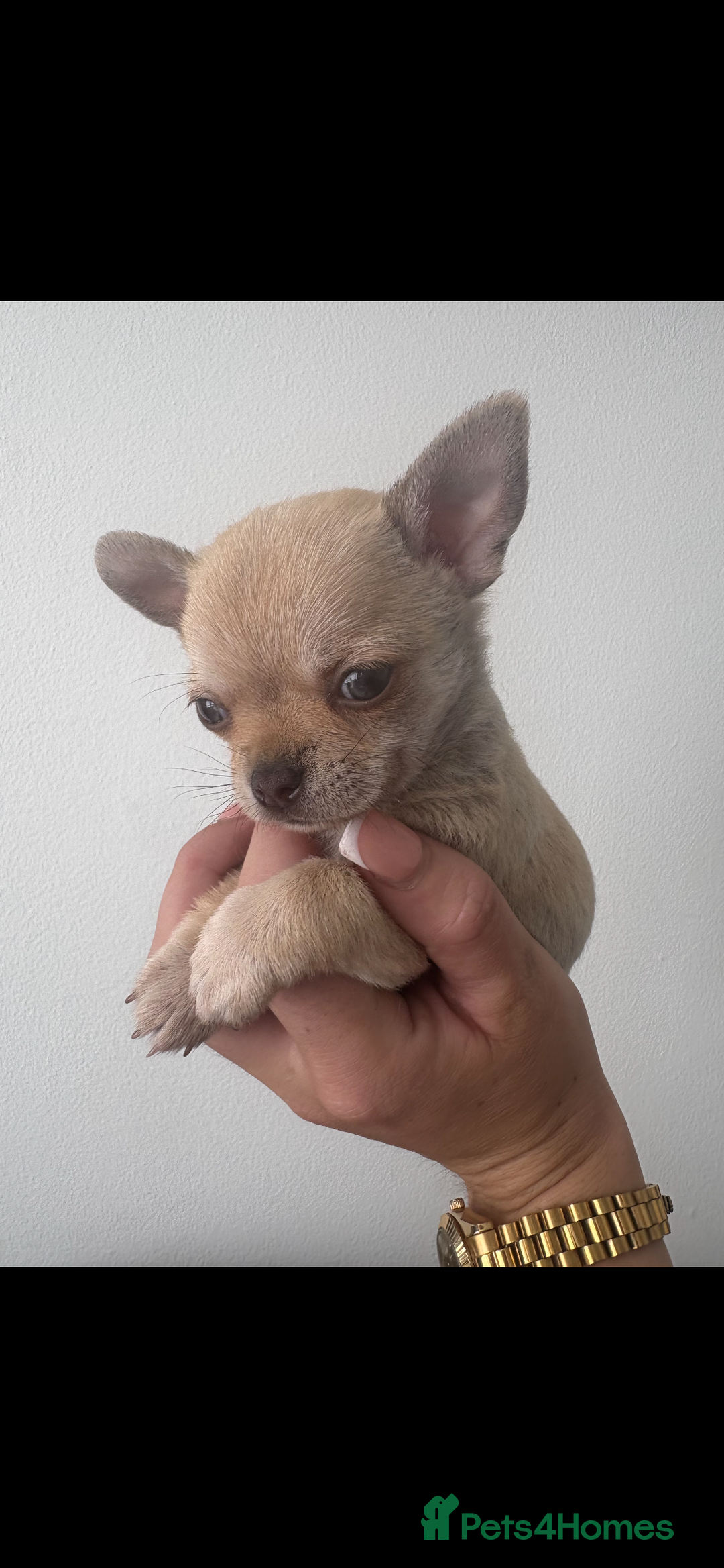 Chihuahua dogs for sale: Chihuahua boy - Image 5