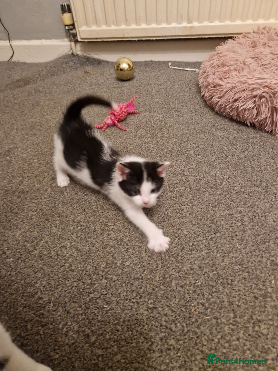 Mixed Breed cats for sale: Playful kittens looking for their furever homes  - Advert 17