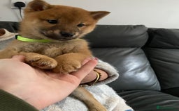 Japanese Shiba Inu dogs for sale: Gorgeous Shibas  - Image 17