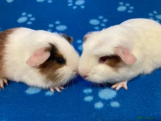 Guinea Pig rodents Baby boars and sows - Advert 3