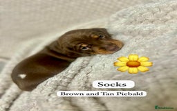 Miniature Dachshund dogs for sale: EXCEPTIONAL QUALITY MINIATURE DACHSHUND PUPPIES.  - Advert 7