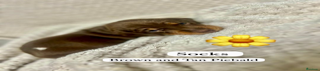 Miniature Dachshund Puppy 3