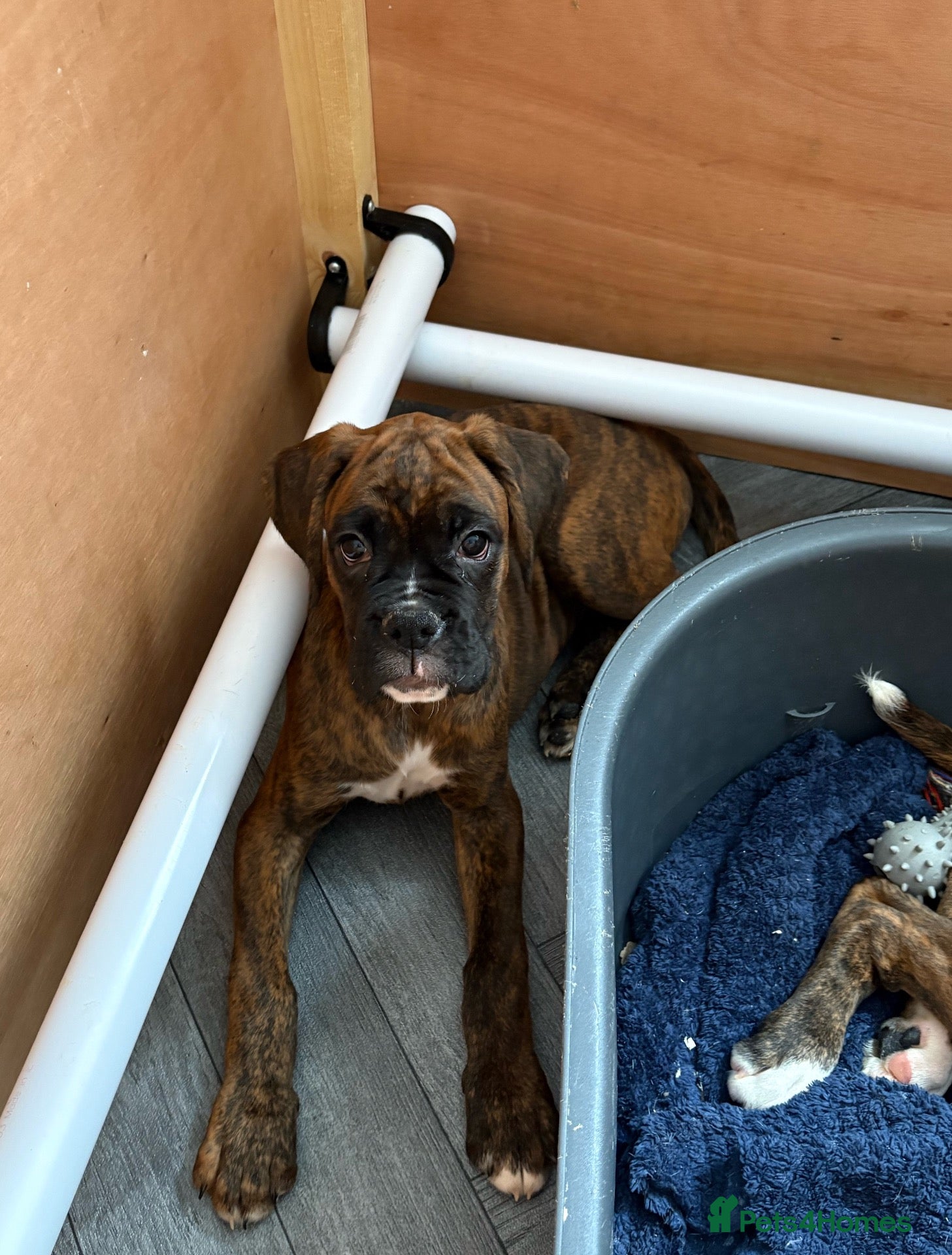 Boxer dogs boxer puppies for sale ***READY TO LEAVE NOW*** - Advert 5