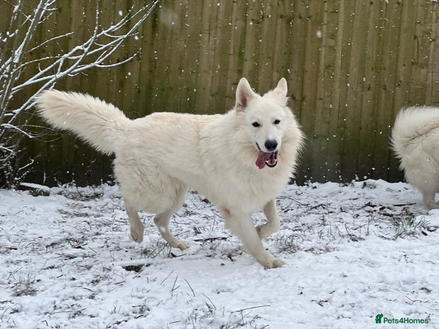 White Swiss Shepherd dogs White Swiss Shepherd Dog at Stud (Long Coat) in Nelson - Advert 1