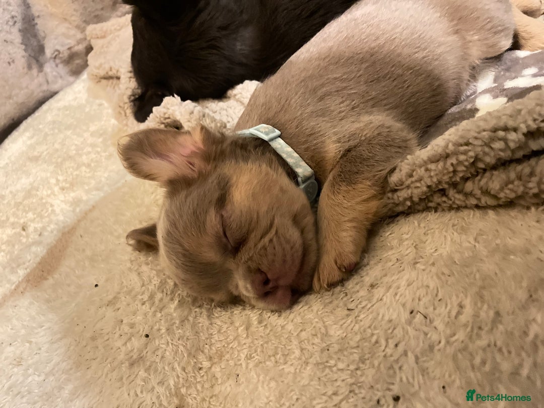 French Bulldog dogs for sale: Visual Fluffy Compact French Bulldogs 🩷🐶🐾 - Advert 17