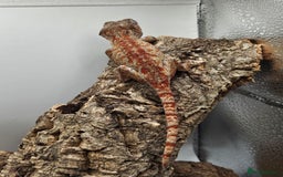 Gecko reptiles for sale: 5 Gargoyle Gecko Babies for sale - Image 3