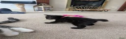 Mixed Breed cats for sale: Kittens - Advert 12