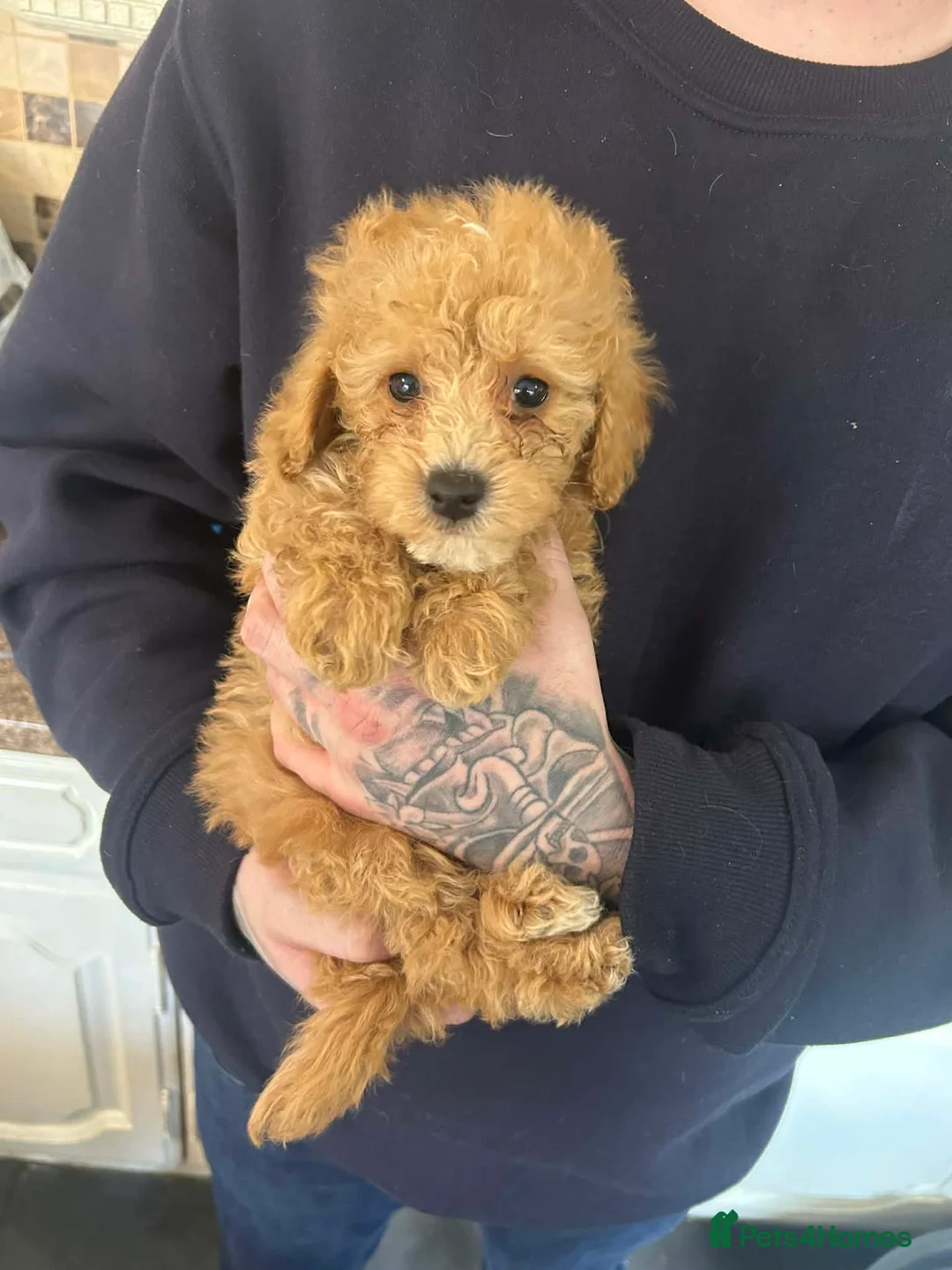 Poochon dogs for sale: f1b poochons  - Advert 5