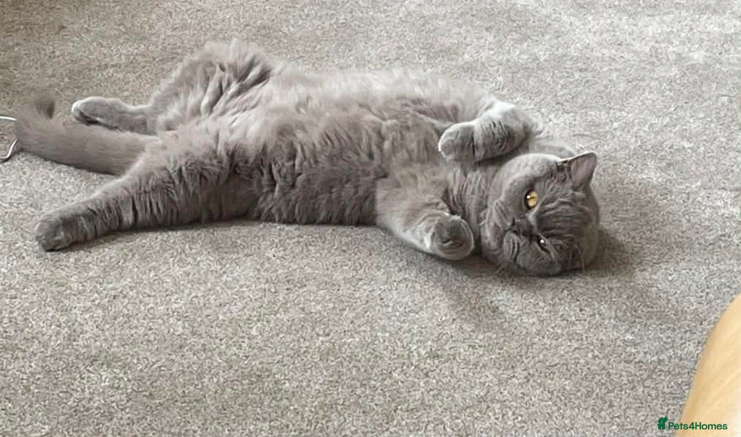 British Shorthair cats for sale: MY BELOVED BRITISH SHORTHAIR 7 YEARS OLD - Advert 2