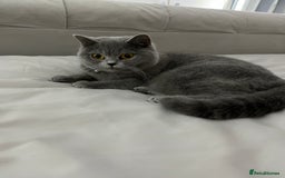 British Shorthair cats for sale: British Shorthair Kittens  - Image 2