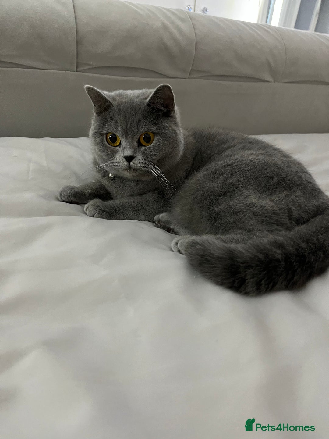 British Shorthair cats for sale: British Shorthair Kittens  - Image 2
