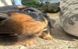 Rottweiler dogs for sale: Healthy Rottweiler puppies ready now  - Image 15