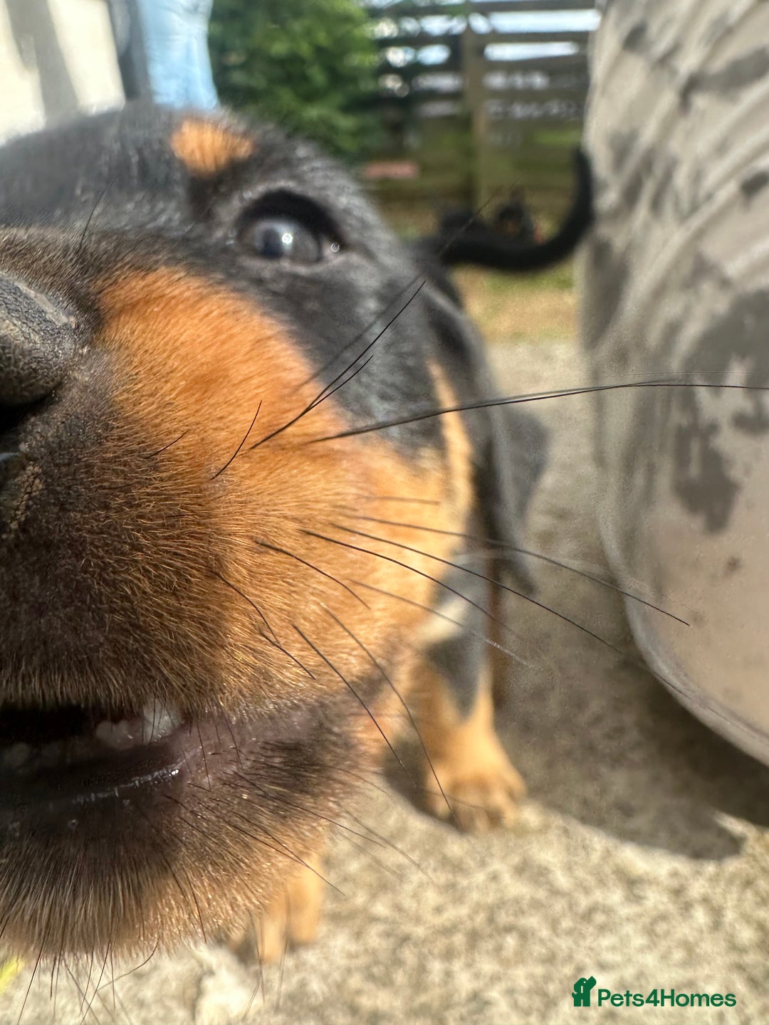 Rottweiler dogs for sale: Healthy Rottweiler puppies ready now  - Image 15