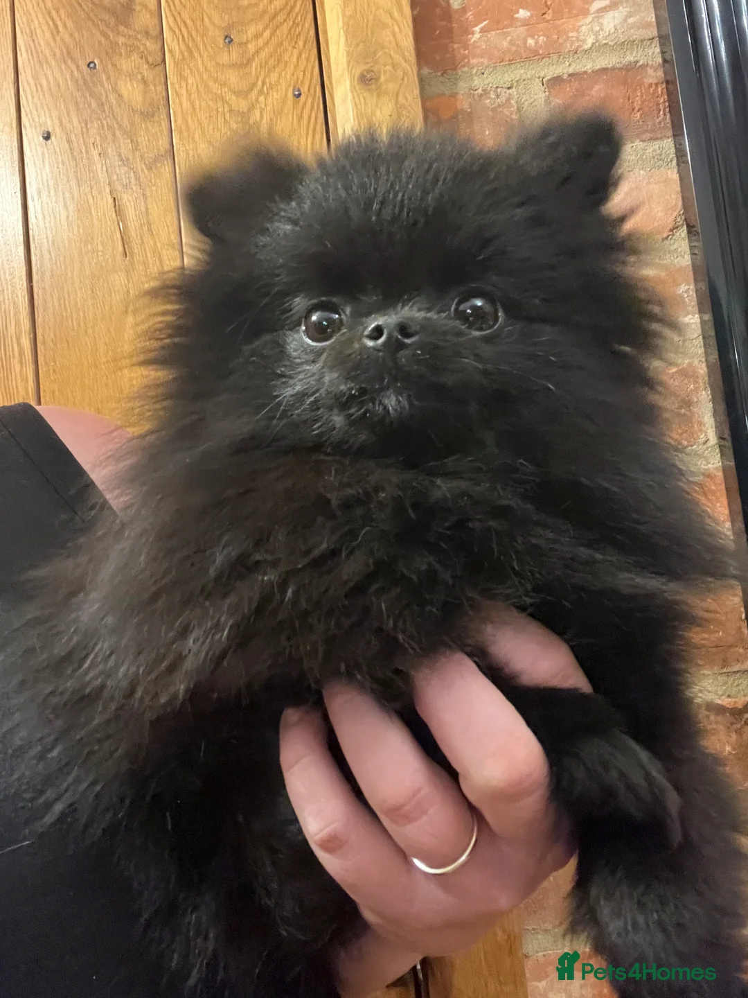 Pomeranian dogs for sale: 🧸 Tiny black Teddy Bear Thai Line  🧸 - Advert 2