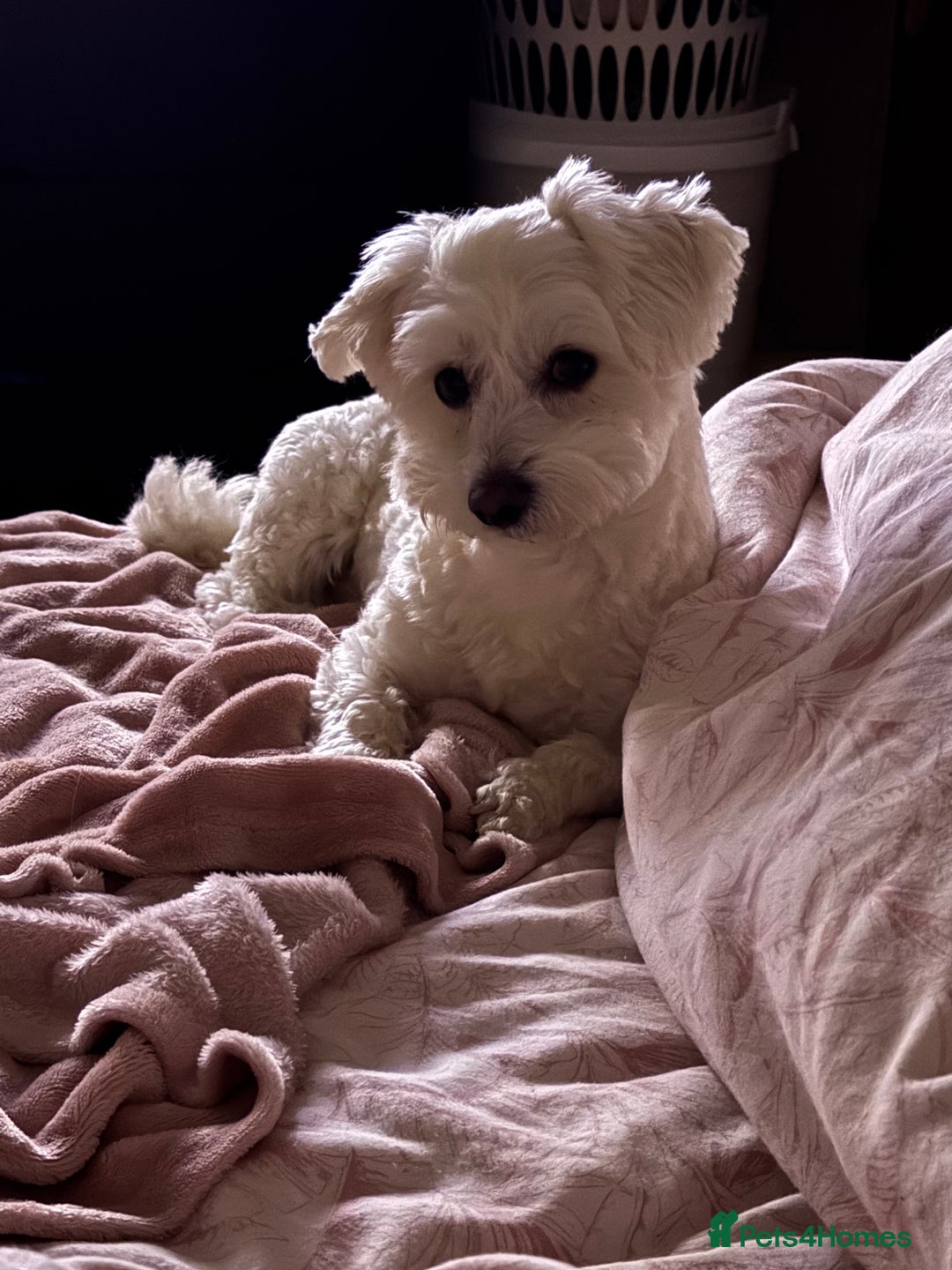 Maltese dogs for sale: Male puppy  - Advert 2