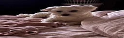 Maltese dogs for sale: Male puppy  - Advert 7