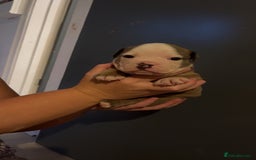 Mixed Breed dogs for sale: Gorgeous litter of puppy’s  - Image 4