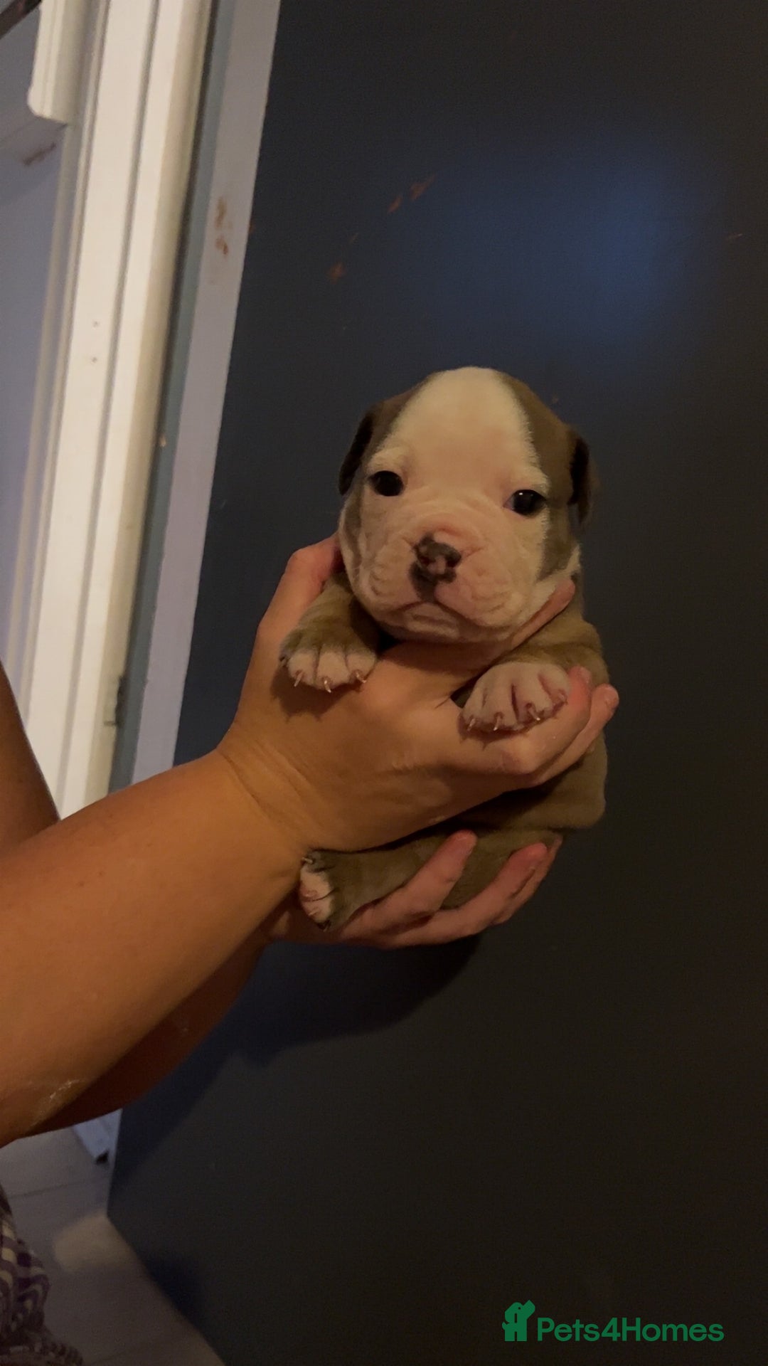 Mixed Breed dogs for sale: Gorgeous litter of puppy’s  - Image 4