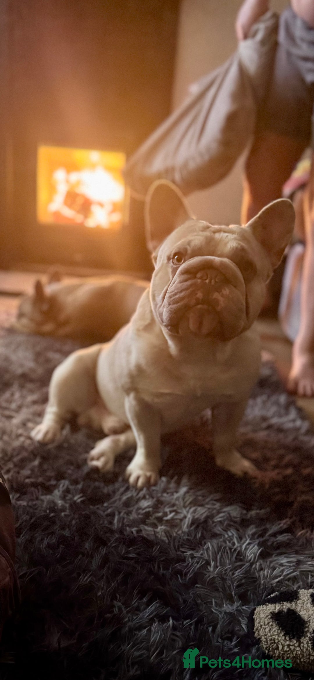 French Bulldog dogs for stud: French Bulldog Stud Ready And Waiting  - Advert 10