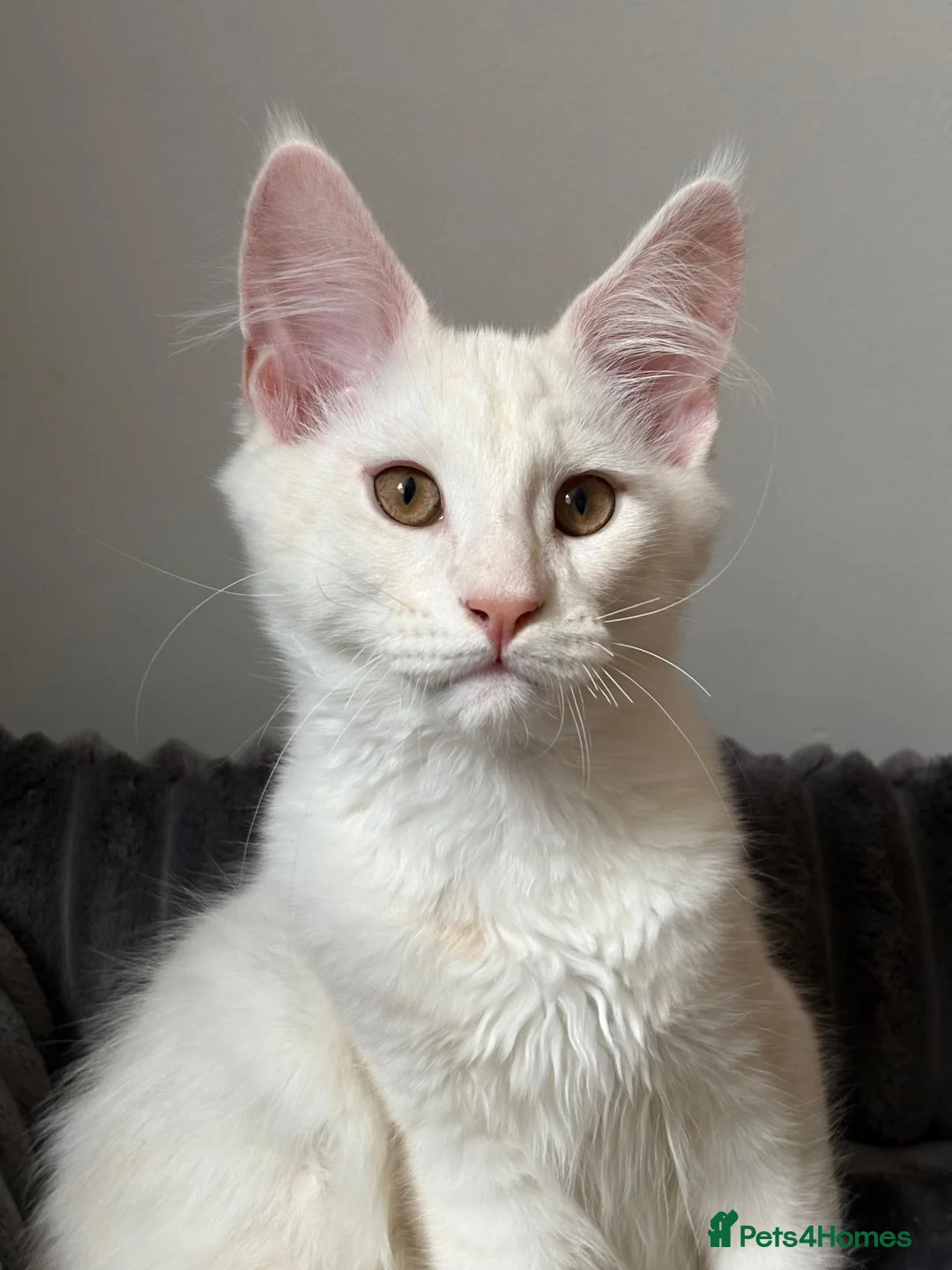 Maine Coon cats for sale: XL Maine Coon Kittens for Sale – TICA Reg - Advert 12