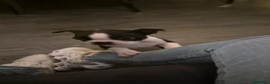 Boston Terrier 1