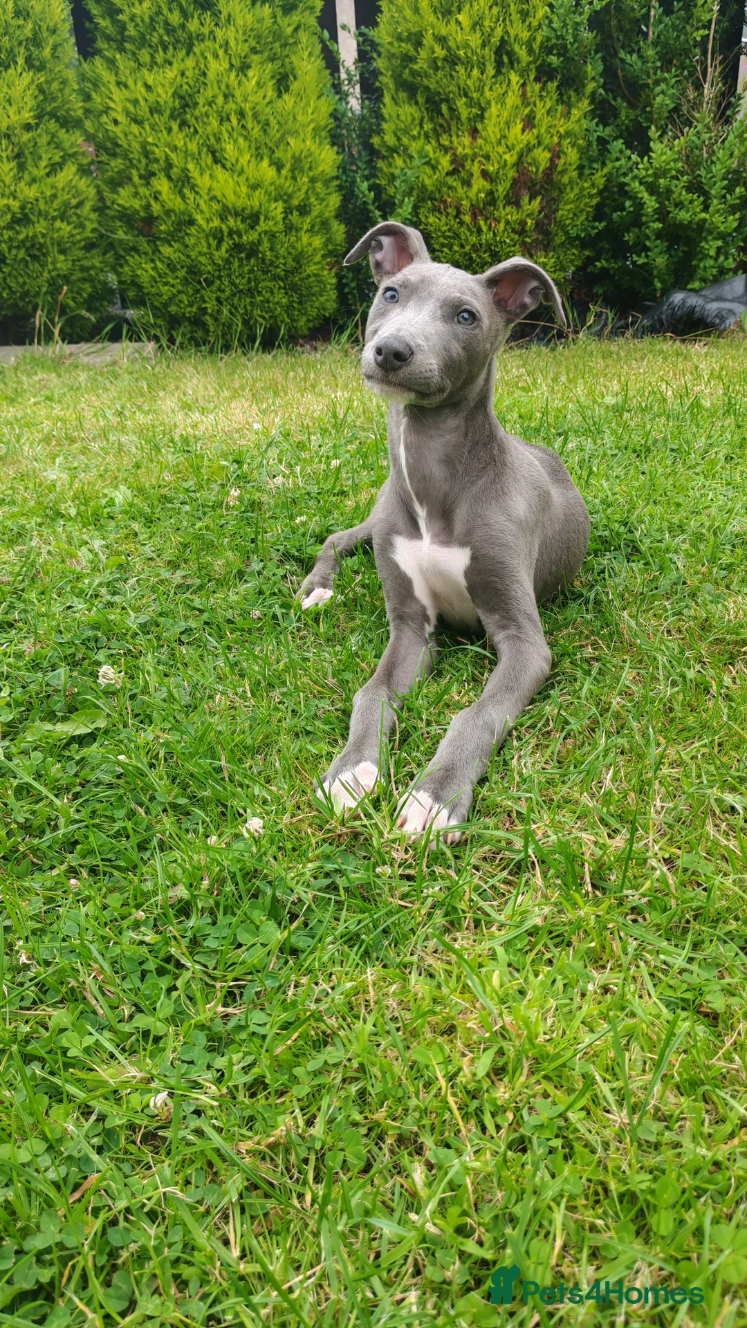 Mixed Breed dogs for sale: Saluki bullcross pup - Advert 11