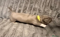 Mixed Breed dogs for sale: Frenchie cross puppy’s (80% frenchie) - Advert 12