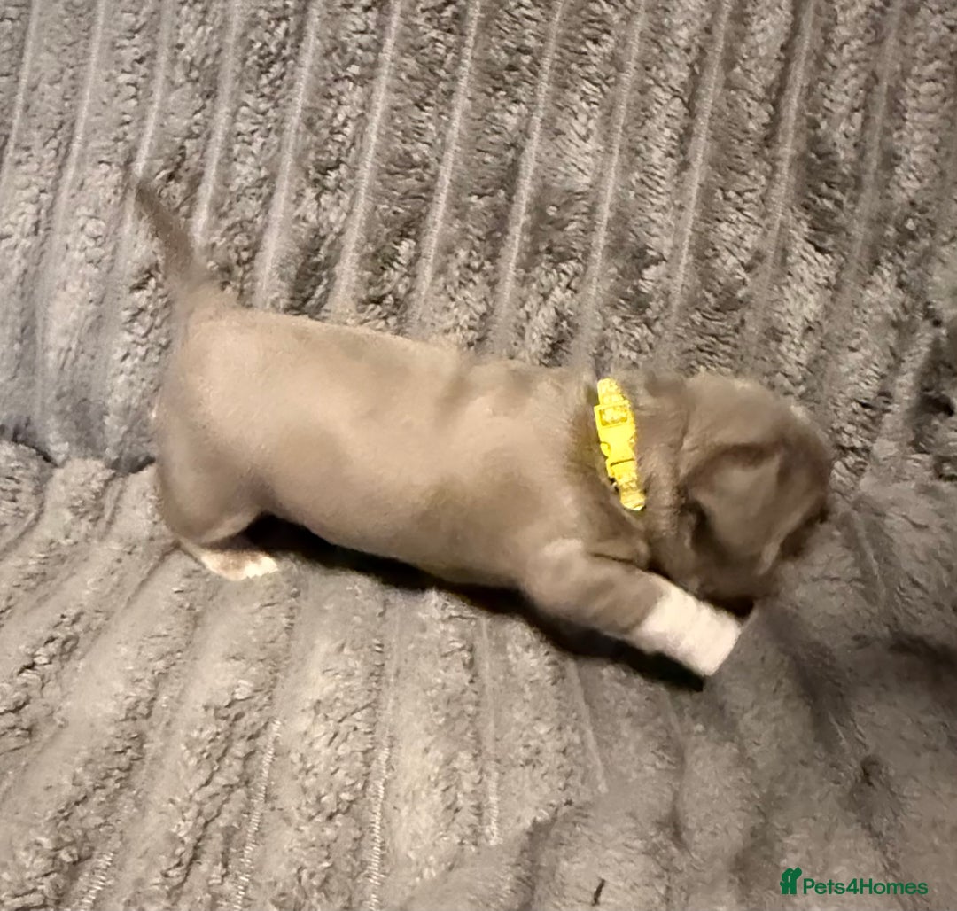 Mixed Breed dogs for sale: Frenchie cross puppy’s (80% frenchie) - Advert 12