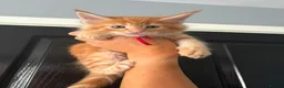 Maine Coon cats for sale: GCCF Registered Maine Coon Kittens  in Middlewich - Advert 8