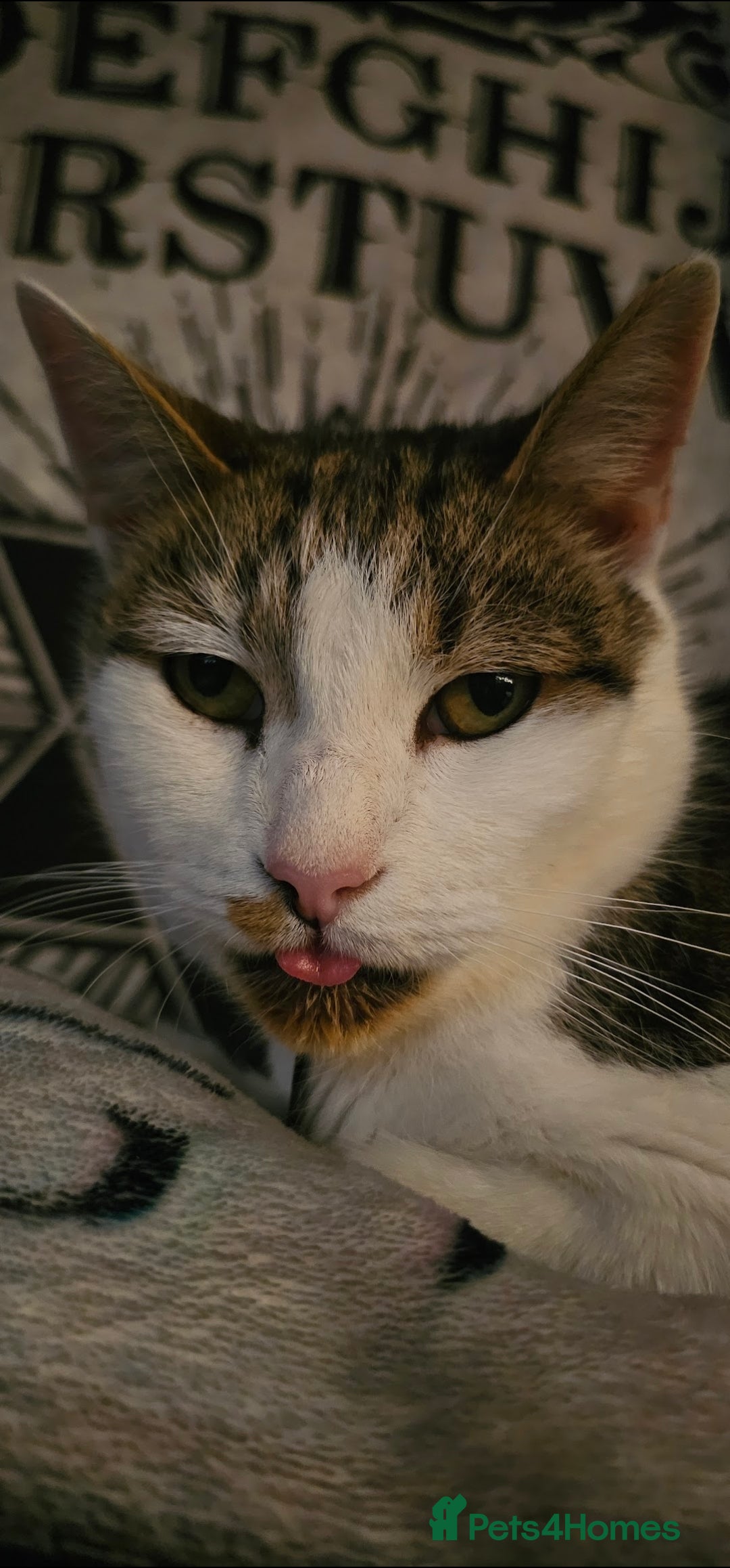 Mixed Breed cats for sale: Male cat for rehoming - Image 2