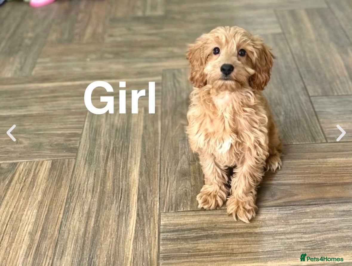 Cockapoo dogs Beautiful f1 cockapoo puppies  - Advert 1