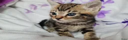 Mixed Breed cats for sale: Adorable & Playful Kittens Raised with Kids  - Advert 31