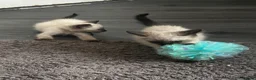 Siamese cats for sale: Stunning Siamese kittens  - Advert 17